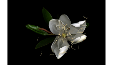 Kija Lucas, Untitled (Magnolia), 2021, Archival pigment print