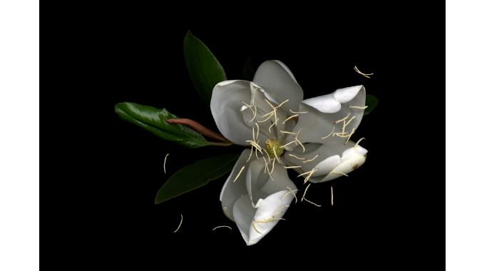 Kija Lucas, Untitled (Magnolia), 2021, Archival pigment print